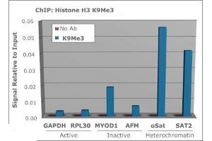 Chromatin Immunoprecipitation (ChIP) image for anti-Histone 3 (H3) (H3K9me3) antibody (ABIN5706787)