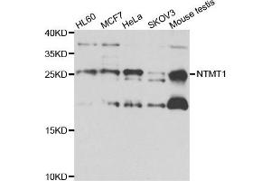 Western blot analysis of extracts of various cell lines, using NTMT1 antibody. (METTL11A Antikörper)