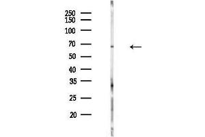 anti-WAVE Complex SCAR2 (SCAR2) (C-Term) antibody
