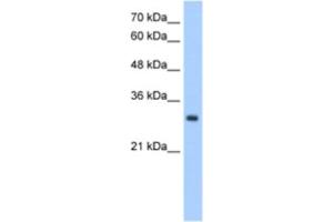 Western Blotting (WB) image for anti-Neural Proliferation, Differentiation and Control, 1 (NPDC1) antibody (ABIN2463048)