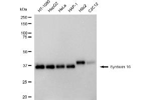 Western blotting analysis using Syntaxin 16 antibody (ABIN7800492).