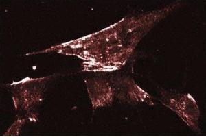 Human Fibroblast (Caveolin-1 Antikörper  (AA 1-178))