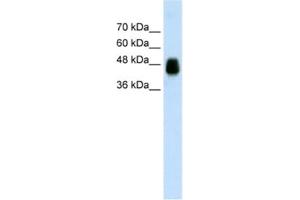 Western Blotting (WB) image for anti-Homer Homolog 1 (HOMER1) antibody (ABIN2462039) (HOMER1 Antikörper)