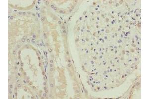 Immunohistochemistry of paraffin-embedded human kidney tissue using ABIN7153105 at dilution of 1:100 (FOXR2 Antikörper  (AA 1-300))