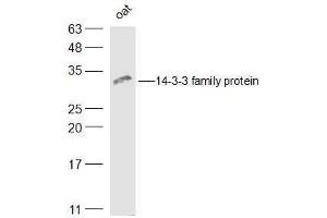 Oat lysates probed with 14-3-3 family protein Polyclonal Antibody, Unconjugated  at 1:500 dilution and 4˚C overnight incubation. (LOC543565 Antikörper  (AA 151-261))