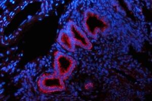 IF analysis of GLS using anti-GLS antibody (ABIN7601603).