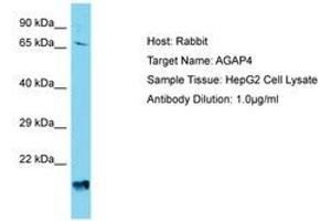 Image no. 1 for anti-ArfGAP with GTPase Domain, Ankyrin Repeat and PH Domain 4 (AGAP4) (AA 501-550) antibody (ABIN6750745) (AGAP4 Antikörper  (AA 501-550))