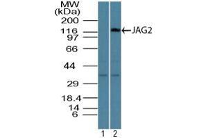 Image no. 1 for anti-Jagged 2 (JAG2) (AA 150-200) antibody (ABIN960240) (JAG2 Antikörper  (AA 150-200))