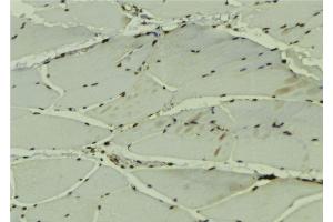 ABIN6279173 at 1/100 staining Mouse muscle tissue by IHC-P. (DDX42 Antikörper  (C-Term))