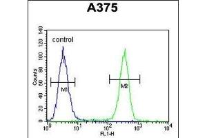 ACTR2 Antibody (Center) (ABIN1882060 and ABIN2840821) flow cytometric analysis of  cells (right histogram) compared to a negative control cell (left histogram).