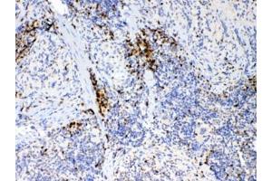 IHC testing of FFPE mouse spleen tissue with IL17A antibody at 1ug/ml. (Interleukin 17a Antikörper)