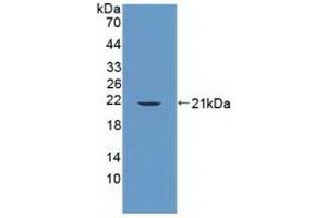 Western Blotting (WB) image for anti-Protein tyrosine Phosphatase, Non-Receptor Type 13 (APO-1/CD95 (Fas)-Associated Phosphatase) (PTPN13) (AA 1-161) antibody (ABIN7444964)