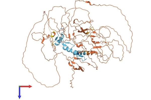 Sp3 Protein (AA 1-783) (His tag)