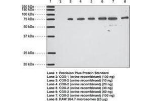 Image no. 1 for anti-Prostaglandin-Endoperoxide Synthase 2 (Prostaglandin G/H Synthase and Cyclooxygenase) (PTGS2) antibody (ABIN2451700) (PTGS2 Antikörper)