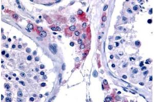Anti-ESRRB antibody  ABIN1048582 IHC staining of human testis. (ESRRB Antikörper  (Internal Region))