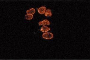 Immunofluorescence staining of SKN cells (human neuroblastoma). (Cyclin B1 Antikörper  (AA 14-168))
