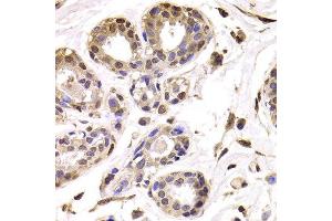 Immunohistochemistry of paraffin-embedded Human mammary gland using BAP1 antibody at dilution of 1:100 (x400 lens). (BAP1 Antikörper)
