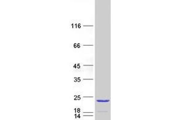 TPPP2 Protein (Myc-DYKDDDDK Tag)