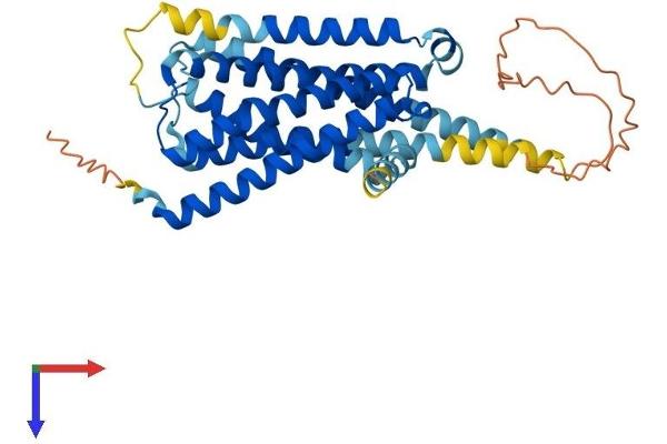 Serotonin Receptor 1E Protein (HTR1E) (AA 1-365) (His tag)