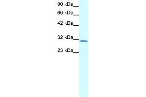 Claudin 17 Antikörper  (Middle Region)