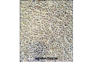 RBMX2 Antibody (C-term) (ABIN654753 and ABIN2844435) immunohistochemistry analysis in formalin fixed and paraffin embedded human spleen tissue followed by peroxidase conjugation of the secondary antibody and DAB staining. (RBMX2 Antikörper  (C-Term))