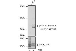 Western blot analysis of extracts of Jurkat cells, using Phospho-ERK1-T202/Y204 + ERK2-T185/Y187 pAb (ABIN7268624) at 1:1000 dilution or ERK1 / ERK2 antibody (ABIN7268619). (ERK1 Antikörper  (pThr185, pThr202, pThr204, pTyr187))