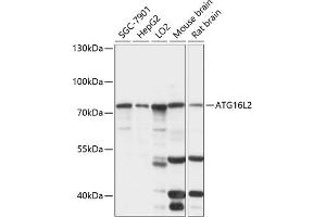 Western blot analysis of extracts of various cell lines, using L2 antibody (ABIN7265791) at 1:1000 dilution. (ATG16L2 Antikörper  (AA 1-275))
