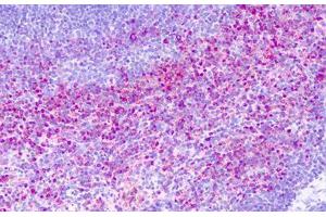 Anti-GPR137 antibody IHC staining of human spleen. (GPR137 Antikörper  (Cytoplasmic Domain))