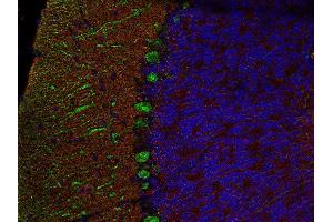 Indirect immunofluorescence labeling of PFA fixed, paraffin embedded mouse cerebellum section with anti-SNAP 25 (dilution 1 : 500; red) and mouse anti-calbindin (cat. (SNAP25 Antikörper  (AA 192-206))