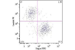 B lymphocytes (CD19 +) in a dot-plot Lambda PE vs. (Lambda-IgLC Antikörper  (FITC))