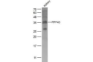 Mouse kidney lysates probed with PPP4C Polyclonal Antibody, Unconjugated  at 1:500 dilution and 4˚C overnight incubation. (PPP4C Antikörper  (AA 265-307))