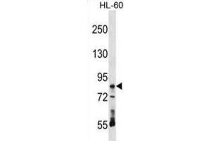 Western Blotting (WB) image for anti-Ribonucleoprotein, PTB-Binding 1 (RAVER1) antibody (ABIN2999014) (RAVER1 Antikörper)