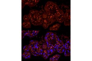 Immunofluorescence analysis of human placenta cells using CDH5 Rabbit pAb (ABIN6134029, ABIN6138297, ABIN6138298 and ABIN6216033) at dilution of 1:100 (40x lens). (Cadherin 5 Antikörper  (AA 650-750))