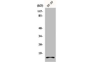 Western Blot analysis of HT29 cells using Histone H2A. (H2AFX Antikörper  (C-Term))