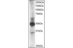 Staining (3µg/ml) of MOLT-4 lysate (RIPA buffer, 35µg total protein per lane). (GATA3 Antikörper  (N-Term))