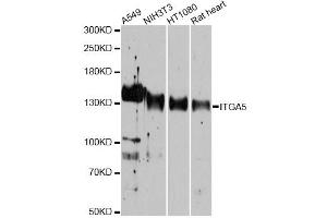 Western blot analysis of extracts of various cell lines, using ITGA5 antibody (ABIN1882336) at 1:1000 dilution. (ITGA5 Antikörper)