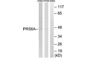 Western blot analysis of extracts from K562/HT-29 cells, using PRS6A Antibody. (PSMC3 Antikörper  (AA 271-320))