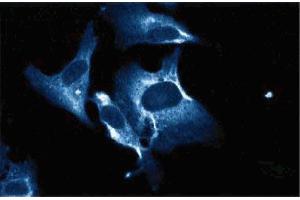 Immunofluorescence staining of human endothelial cells. (TRIM25 Antikörper  (AA 32-210))