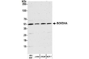 Western Blotting (WB) image for anti-Branched Chain Keto Acid Dehydrogenase E1, alpha Polypeptide (BCKDHA) (AA 395-445) antibody (ABIN7449870)
