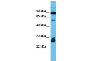 Western Blotting (WB) image for anti-Rap Guanine Nucleotide Exchange Factor (GEF)-Like 1 (RAPGEFL1) (C-Term) antibody (ABIN2791893)