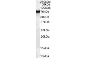 ABIN185522 (1µg/ml) staining of Human Pancreas lysate (35µg protein in RIPA buffer).