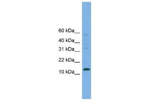 Western Blotting (WB) image for anti-Cellular Retinoic Acid Binding Protein 2 (CRABP2) (Middle Region) antibody (ABIN2777095)