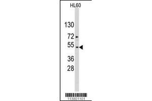 Western blot analysis of ACTB/ACTC Antibody in HL60 cell line lysates (35ug/lane). (Actin Antikörper  (AA 189-218))