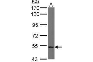 Image no. 2 for anti-NudC Domain Containing 1 (NUDCD1) (AA 332-583) antibody (ABIN1499850) (NUDCD1 Antikörper  (AA 332-583))