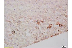Formalin-fixed and paraffin embedded mouse liver labeled with Rabbit Anti SARM1 Polyclonal Antibody, Unconjugated (ABIN1387556) at 1:200 followed by conjugation to the secondary antibody and DAB staining (SARM1 Antikörper  (AA 340-380))