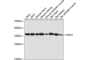 NSA2 Antikörper