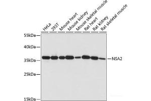 Western blot analysis of extracts of various cell lines using NSA2 Polyclonal Antibody at dilution of 1:1000. (NSA2 Antikörper)