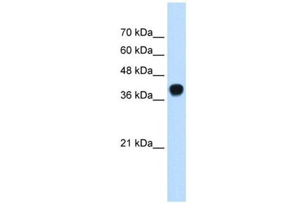SQLE Antikörper  (C-Term)