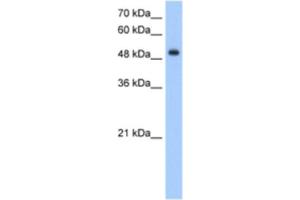 Western Blotting (WB) image for anti-delta/notch-Like EGF Repeat Containing (DNER) antibody (ABIN2463370) (DNER Antikörper)