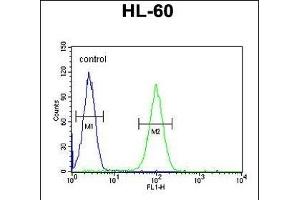 LNPEP Antibody (N-Term) (ABIN654230 and ABIN2844064) flow cytometric analysis of HL-60 cells (right histogram) compared to a negative control (left histogram). (LNPEP Antikörper  (N-Term))